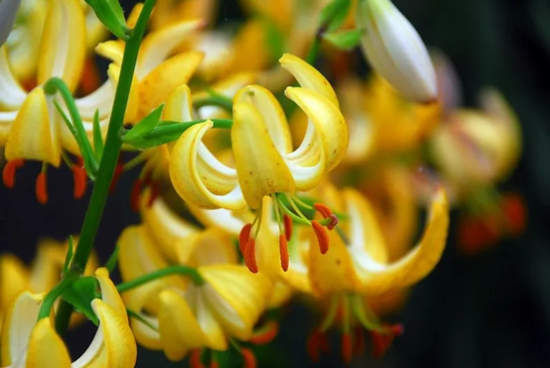 Martagon Lilies, Turk's Cap Lilies, Mountain Lilies, Martagon Hybrid Lilies, Companion Planting