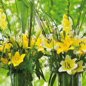 Orienpet Hybrid Lilies, Hybrid Lilies, OT Hybrid Lilies, Interdivisional Hybrid Lilies, Oriental/Trumpet Hybrid Lilies, Companion Planting