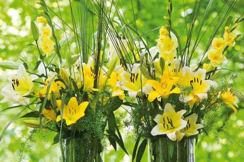 Orienpet Hybrid Lilies, Hybrid Lilies, OT Hybrid Lilies, Interdivisional Hybrid Lilies, Oriental/Trumpet Hybrid Lilies, Companion Planting