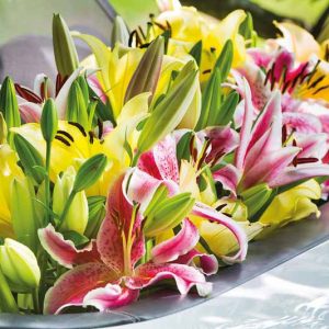Oriental Lilies, Companion Planting, Oriental Hybrid Lilies