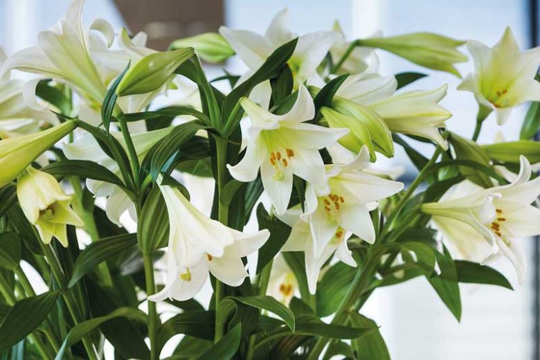 Trumpet Hybrid Lilies, Aurelian Lilies, Companion Planting, Trumpet Lilies