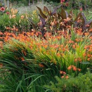 Crocosmia, Crocosmias, Companion Plants. Best Crocosmia, Best Crocosmias, Best Montbretia, Crocosmia x  Crocosmiiflora, Montbretia, Coppertips, Falling Stars,