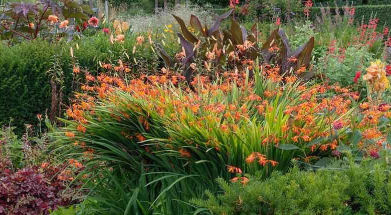 Crocosmia, Crocosmias, Companion Plants. Best Crocosmia, Best Crocosmias, Best Montbretia, Crocosmia x  Crocosmiiflora, Montbretia, Coppertips, Falling Stars,