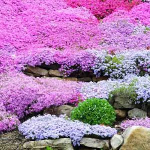Creeping Phlox, Moss Phlox, Moss Pink, Mountain Phlox, Phlox subulata, white flowers, pink flowers, blue flowers, purple flowers, spring flowers, companion plants