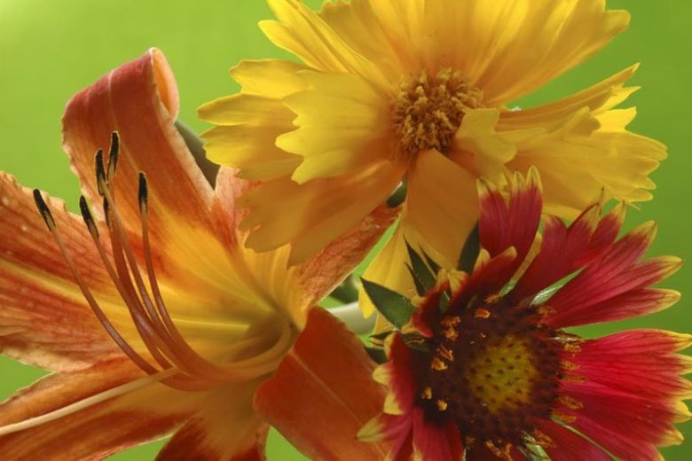 Companion Plants, Companion Planting, Plant Combinations, Hemerocallis, Daylilies, Daylily