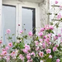 Japanese Anemones, Windflowers, Anemone tomentosa, Grapeleaf Anemones, Anemone x Hybrida, fall flowers, Fall perennials, white flowers, pink flowers, companion plants