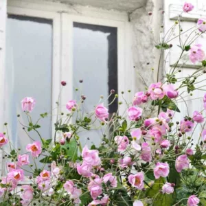 Japanese Anemones, Windflowers, Anemone tomentosa, Grapeleaf Anemones, Anemone x Hybrida, fall flowers, Fall perennials, white flowers, pink flowers, companion plants