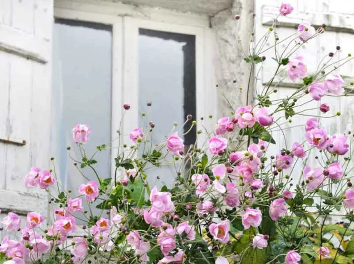 Japanese Anemones, Windflowers, Anemone tomentosa, Grapeleaf Anemones, Anemone x Hybrida, fall flowers, Fall perennials, white flowers, pink flowers, companion plants