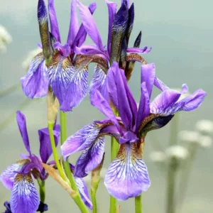 Best Siberian Iris, Best Iris Siberica, Siberian Iris best varieties, Iris Siberica best varieties, Bes Siberian flag, Dykes Medal, Morgan Award