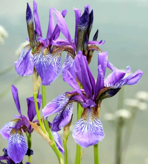 Best Siberian Iris, Best Iris Siberica, Siberian Iris best varieties, Iris Siberica best varieties, Bes Siberian flag, Dykes Medal, Morgan Award