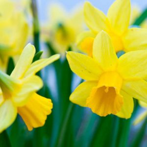Daffodils for Naturalizing, Daffodils that come back, Best Daffodils, Best Narcissus, Naturalizing Bulbs, perennial Bulbs