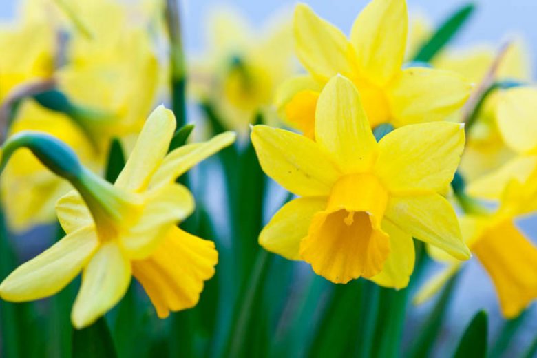 Daffodils for Naturalizing, Daffodils that come back, Best Daffodils, Best Narcissus, Naturalizing Bulbs, perennial Bulbs