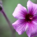 Hardy geranium, hardy geraniums, Best Hardy Geraniums, Evergreen Hardy Geraniums, Evergreen Cranesbill,  Semi-Evergreen Hardy Geraniums, Semi-Evergreen Cranesbill
