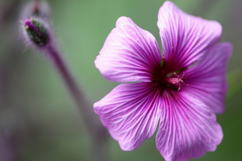 Hardy geranium, hardy geraniums, Best Hardy Geraniums, Evergreen Hardy Geraniums, Evergreen Cranesbill,  Semi-Evergreen Hardy Geraniums, Semi-Evergreen Cranesbill