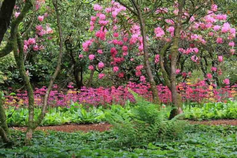 Deciduous Azaleas companions, Evergreen Azaleas companions, Rhododendron companions, azalea companions, Fern, Ferns