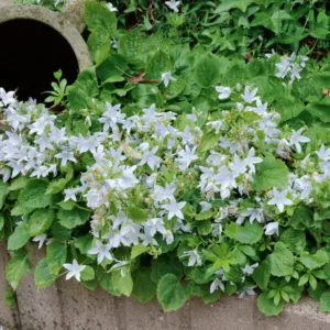 campanula, Bellflowers, Canterbury Bells, Harenbells, Cups and Saucers, Carpathian Bellflowers, Serbian Bellflowers, Ground covers, Groundcovers, Flowering Ground cover, Flowering Groundcover