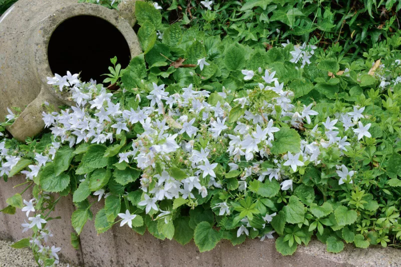 campanula, Bellflowers, Canterbury Bells, Harenbells, Cups and Saucers, Carpathian Bellflowers, Serbian Bellflowers, Ground covers, Groundcovers, Flowering Ground cover, Flowering Groundcover