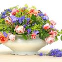 Underplanting roses, Best David Austin Roses, Best roses for borders, Rose borders, Shrub Roses, Rose companion plants, companion planting