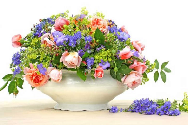 Underplanting roses, Best David Austin Roses, Best roses for borders, Rose borders, Shrub Roses, Rose companion plants, companion planting