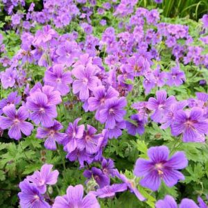 Hardy geranium, hardy geraniums, Best Hardy Geraniums, Great Hardy Geraniums, Cranesbill,  Best cranesbills, Groundcovers, Gound covers