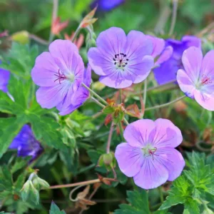 Hardy geranium, hardy geraniums, Best Hardy Geraniums, Great Hardy Geraniums, Cranesbill,  Best cranesbills