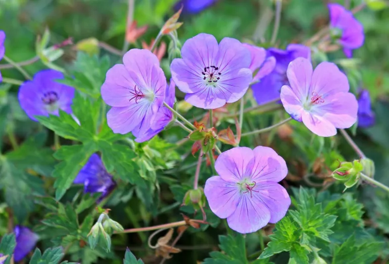 Hardy geranium, hardy geraniums, Best Hardy Geraniums, Great Hardy Geraniums, Cranesbill,  Best cranesbills