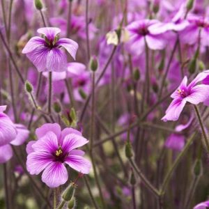 Hardy geranium, hardy geraniums, Best Hardy Geraniums, Great Hardy Geraniums, Cranesbill,  Best cranesbills, Shade garden, Geranium for shade