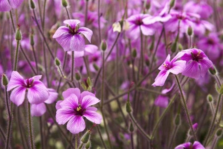 Hardy geranium, hardy geraniums, Best Hardy Geraniums, Great Hardy Geraniums, Cranesbill,  Best cranesbills, Shade garden, Geranium for shade