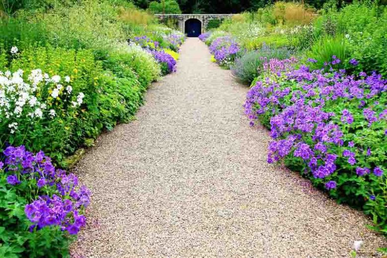 Hardy geranium, hardy geraniums, Best Hardy Geraniums, Great Hardy Geraniums, Cranesbill,  Best cranesbills, Long blooming geraniums, non stop blooming geraniums
