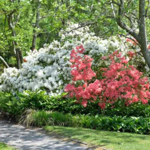 Deciduous Azaleas companions, Evergreen Azaleas companions, Rhododendron companions, azalea companions, Hosta, Hostas, Shade Plants