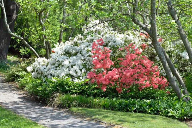 Deciduous Azaleas companions, Evergreen Azaleas companions, Rhododendron companions, azalea companions, Hosta, Hostas, Shade Plants