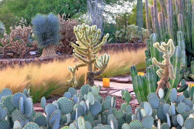 Succulent Gardens, Companion Plants, Ornamental Grasses, Drought tolerant Plants,  Drought tolerant Grasses