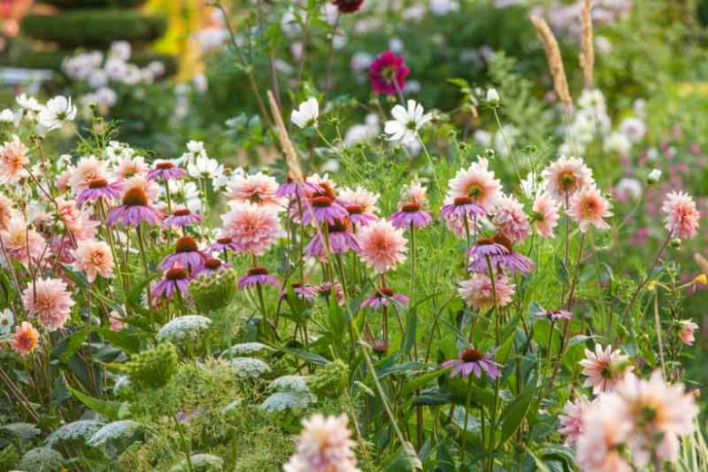 Best perennials for Dahlias, Dahlia companion plants, companion planting, Perennial Plants