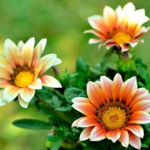 Succulent Gardens, Companion Plants, Perennial Plants, Drought tolerant Plants,  Drought tolerant Flowers