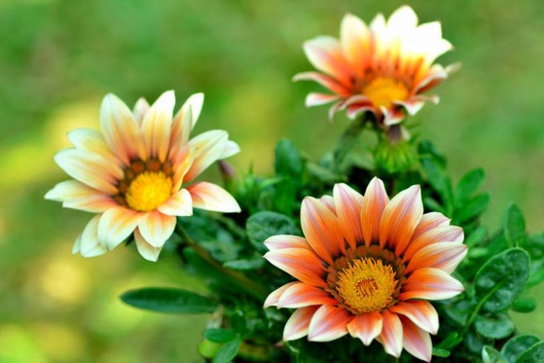 Succulent Gardens, Companion Plants, Perennial Plants, Drought tolerant Plants,  Drought tolerant Flowers