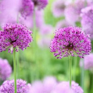 Underplanting roses, Best David Austin Roses, Best roses for borders, Rose borders, Shrub Roses, Rose companion plants, companion planting
