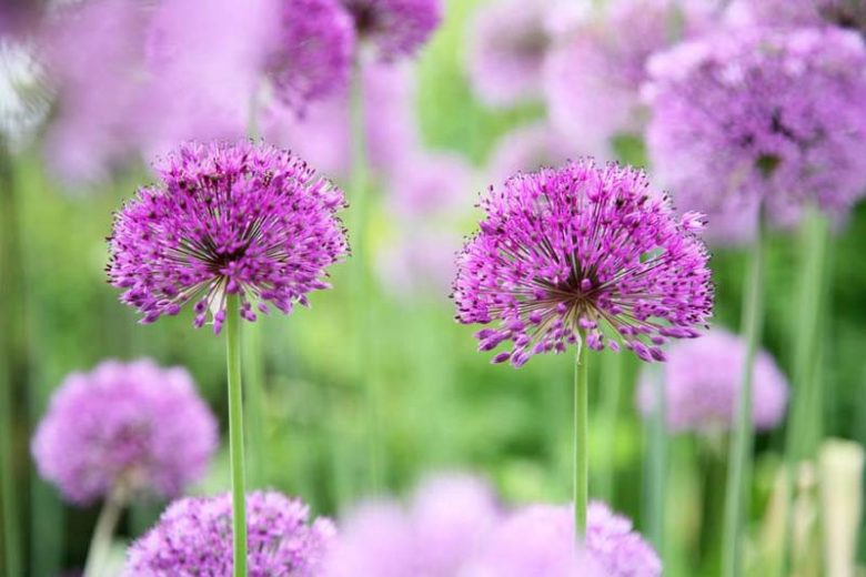 Underplanting roses, Best David Austin Roses, Best roses for borders, Rose borders, Shrub Roses, Rose companion plants, companion planting