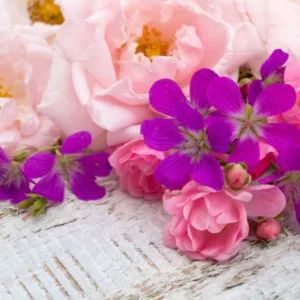 Underplanting roses, Best David Austin Roses, Best roses for borders, Rose borders, Shrub Roses, Rose companion plants, companion planting