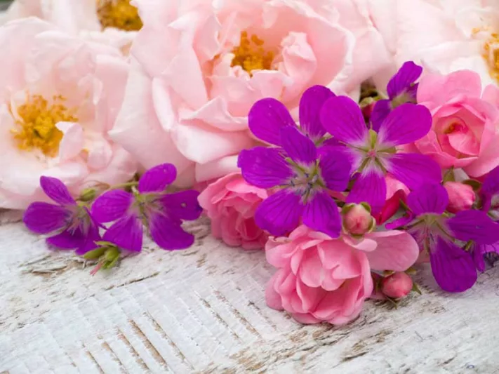 Underplanting roses, Best David Austin Roses, Best roses for borders, Rose borders, Shrub Roses, Rose companion plants, companion planting