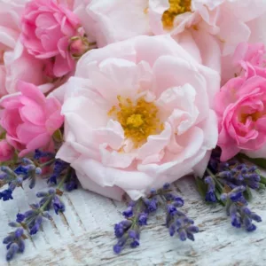 Underplanting roses, Best David Austin Roses, Best roses for borders, Rose borders, Shrub Roses, Rose companion plants, companion planting