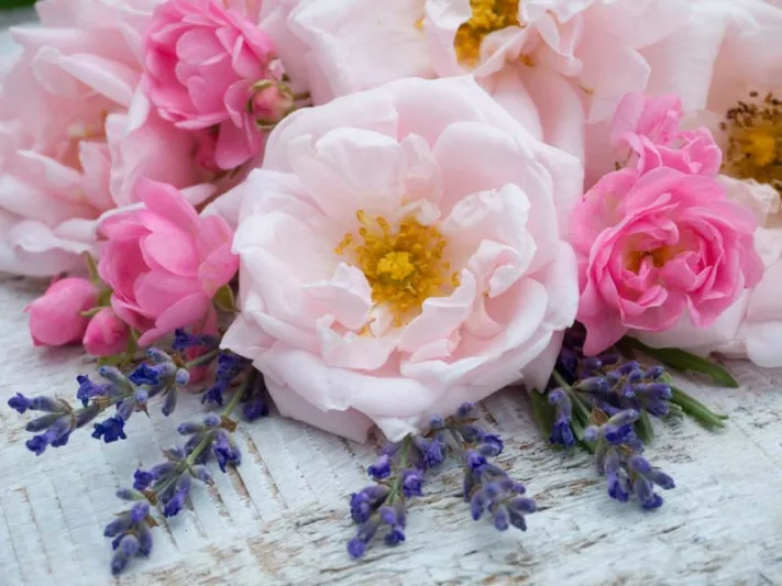 Underplanting roses, Best David Austin Roses, Best roses for borders, Rose borders, Shrub Roses, Rose companion plants, companion planting