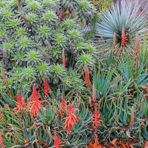 Succulent Gardens, Companion Plants, Evergreen shrubs, flowering shrubs, Drought tolerant Plants,  Drought tolerant Flowers