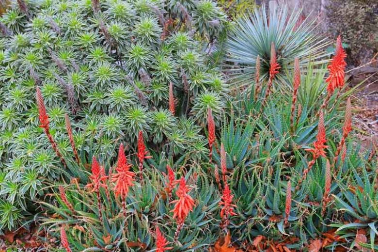 Succulent Gardens, Companion Plants, Evergreen shrubs, flowering shrubs, Drought tolerant Plants,  Drought tolerant Flowers