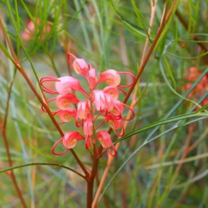 Grevillea 'Long John', 'Long John' Grevillea, Mediterranean shrubs, Evergreen Shrubs, Red flowers, Orange flowers, drought tolerant flowers