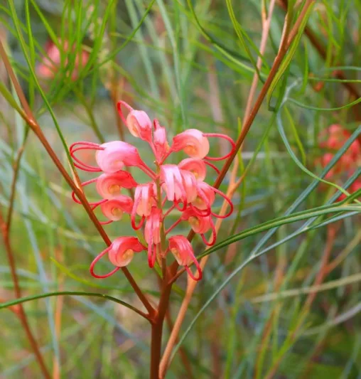 Grevillea 'Long John', 'Long John' Grevillea, Mediterranean shrubs, Evergreen Shrubs, Red flowers, Orange flowers, drought tolerant flowers