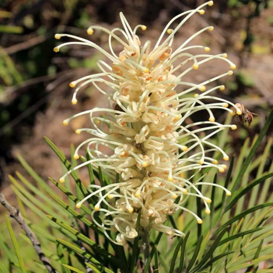 Grevillea 'Moonlight', 'Moonlight' Grevillea, Mediterranean shrubs, Evergreen Shrubs, White flowers, creamy flowers, drought tolerant flowers