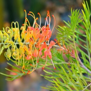 Grevillea 'Peaches and Cream', 'Peaches and Cream' Grevillea, Mediterranean shrubs, Evergreen Shrubs, Yellow flowers, Orange flowers, drought tolerant flowers