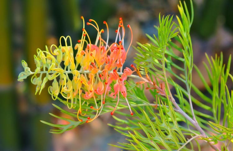 Grevillea 'Peaches and Cream', 'Peaches and Cream' Grevillea, Mediterranean shrubs, Evergreen Shrubs, Yellow flowers, Orange flowers, drought tolerant flowers