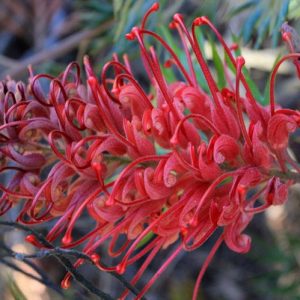 Grevillea 'Robyn Gordon', 'Robyn Gordon' Grevillea, Mediterranean shrubs, Evergreen Shrubs, Red flowers, Orange flowers, drought tolerant flowers