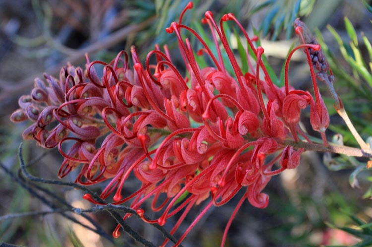 Grevillea 'Robyn Gordon', 'Robyn Gordon' Grevillea, Mediterranean shrubs, Evergreen Shrubs, Red flowers, Orange flowers, drought tolerant flowers